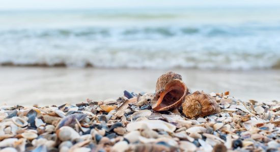 Close-up of two shells on the beach with sea on background, shallow DOF, soft focus.